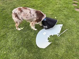 All Four Paws Comfy Cone customer photo 2 of 2