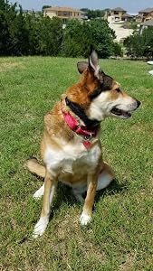 Patpet Dog Training Collar customer photo 1 of 1