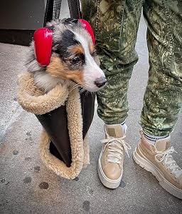 derYEP Dog Earmuffs customer photo 1 of 1